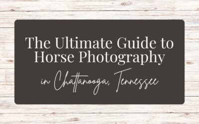 The Ultimate Guide to Horse Photography in Chattanooga, Tennessee