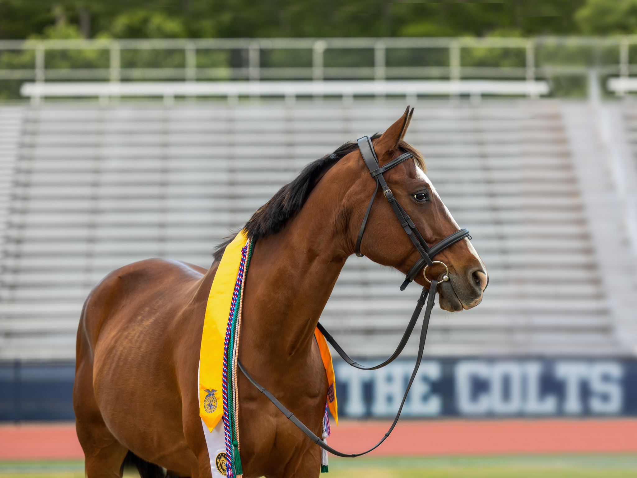 Horse photographed on high school football field with high school senior's tassles