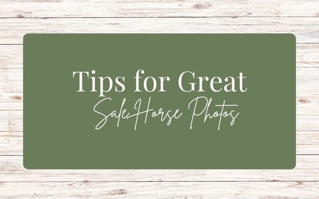 Tips for Great Sale Horse Photos