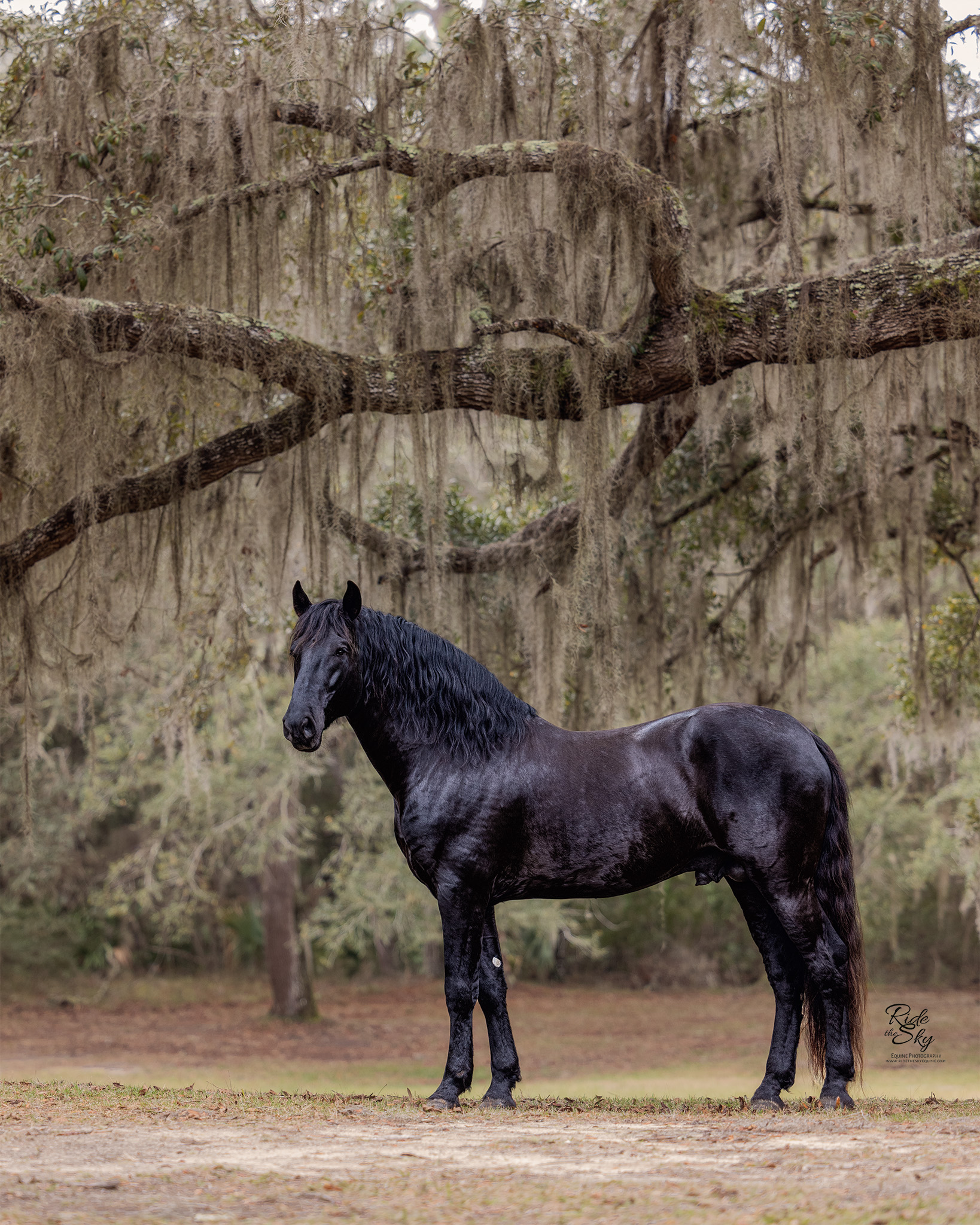 Menorcan Stallion Ganador photographed in Florida 