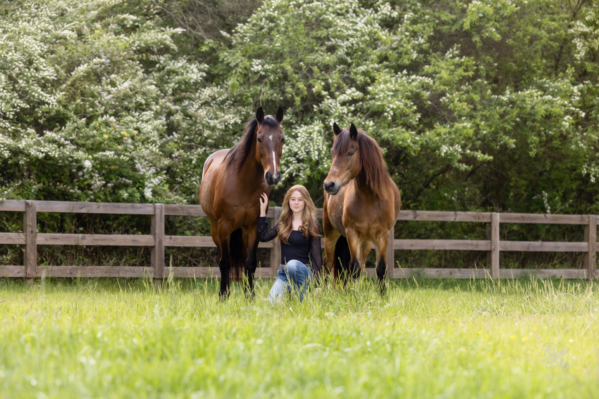 Friesian Horse standing on river bank