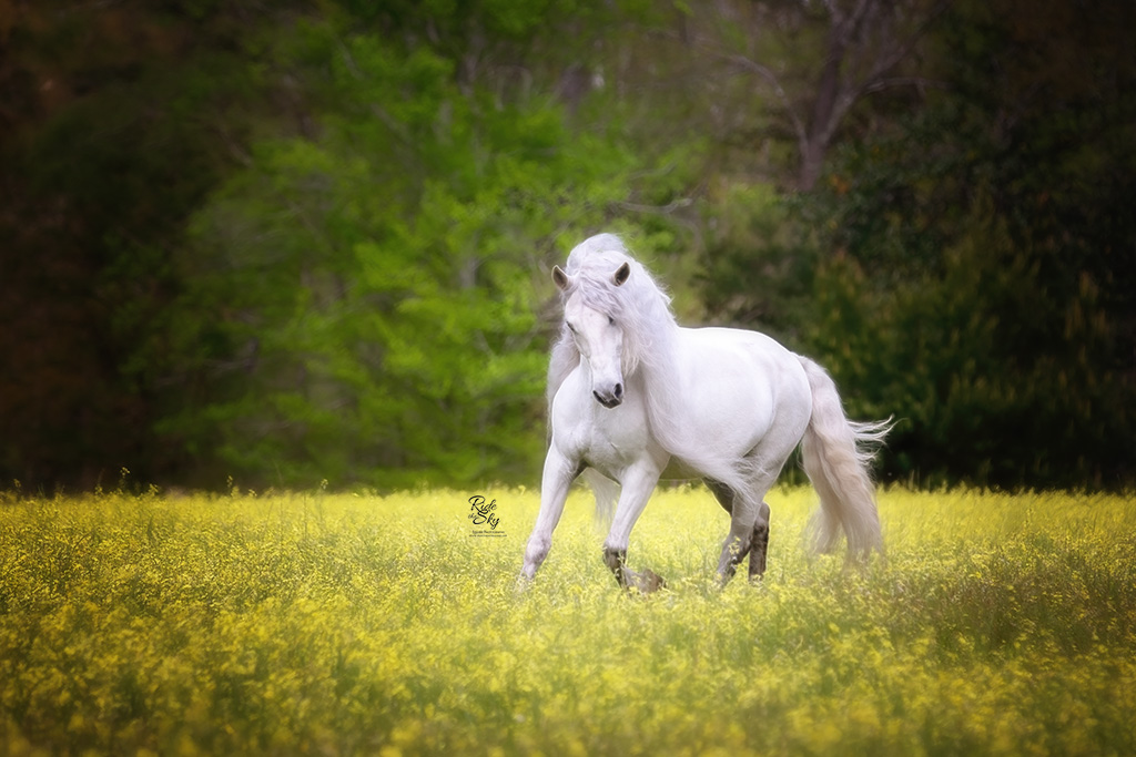 Horse at Liberty Portrait