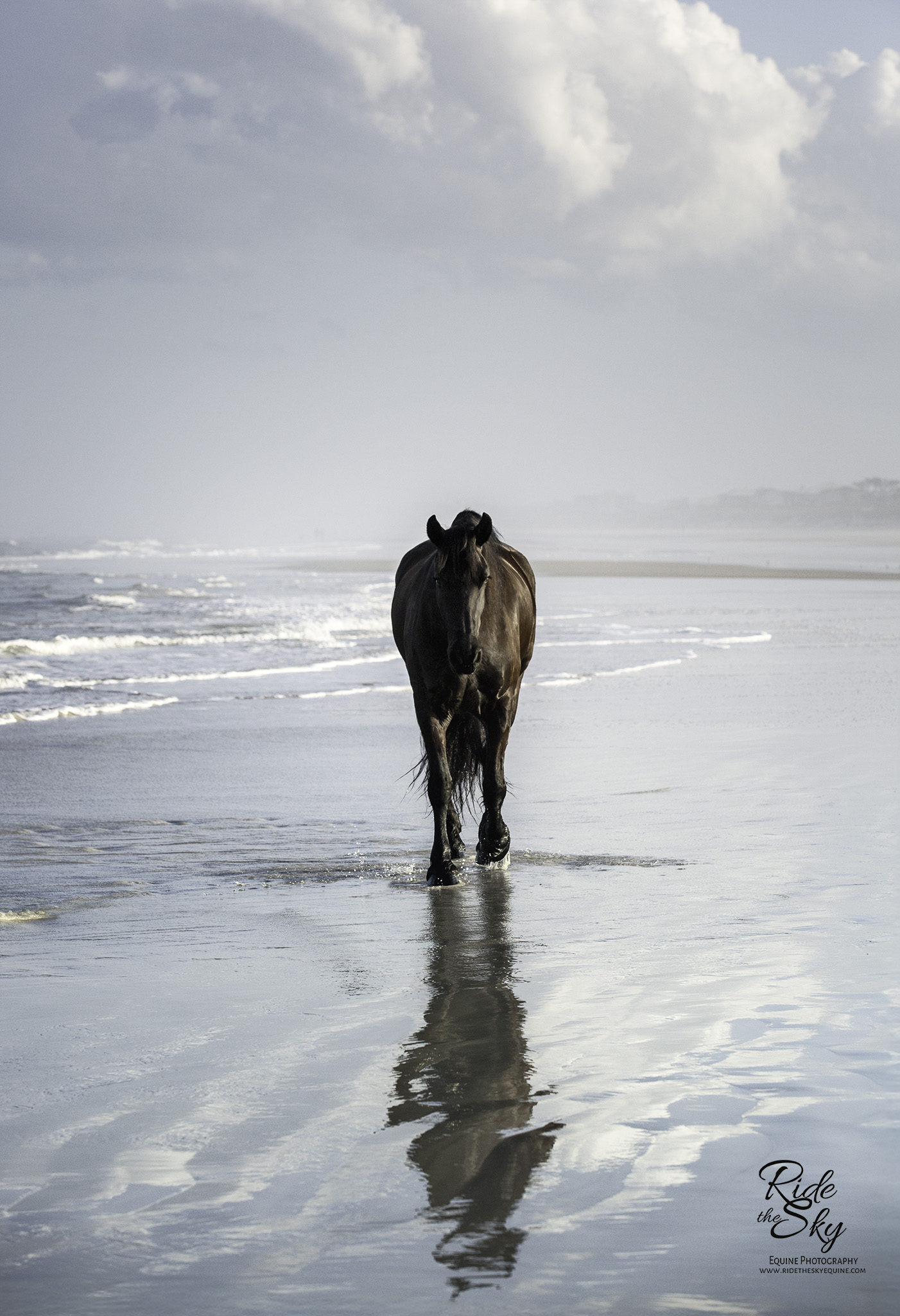 Horse walking on beach next to ocean during a horse at liberty photography session