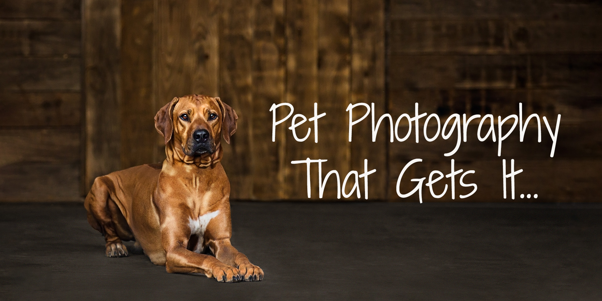 Pet Photography Chattanooga TN Header