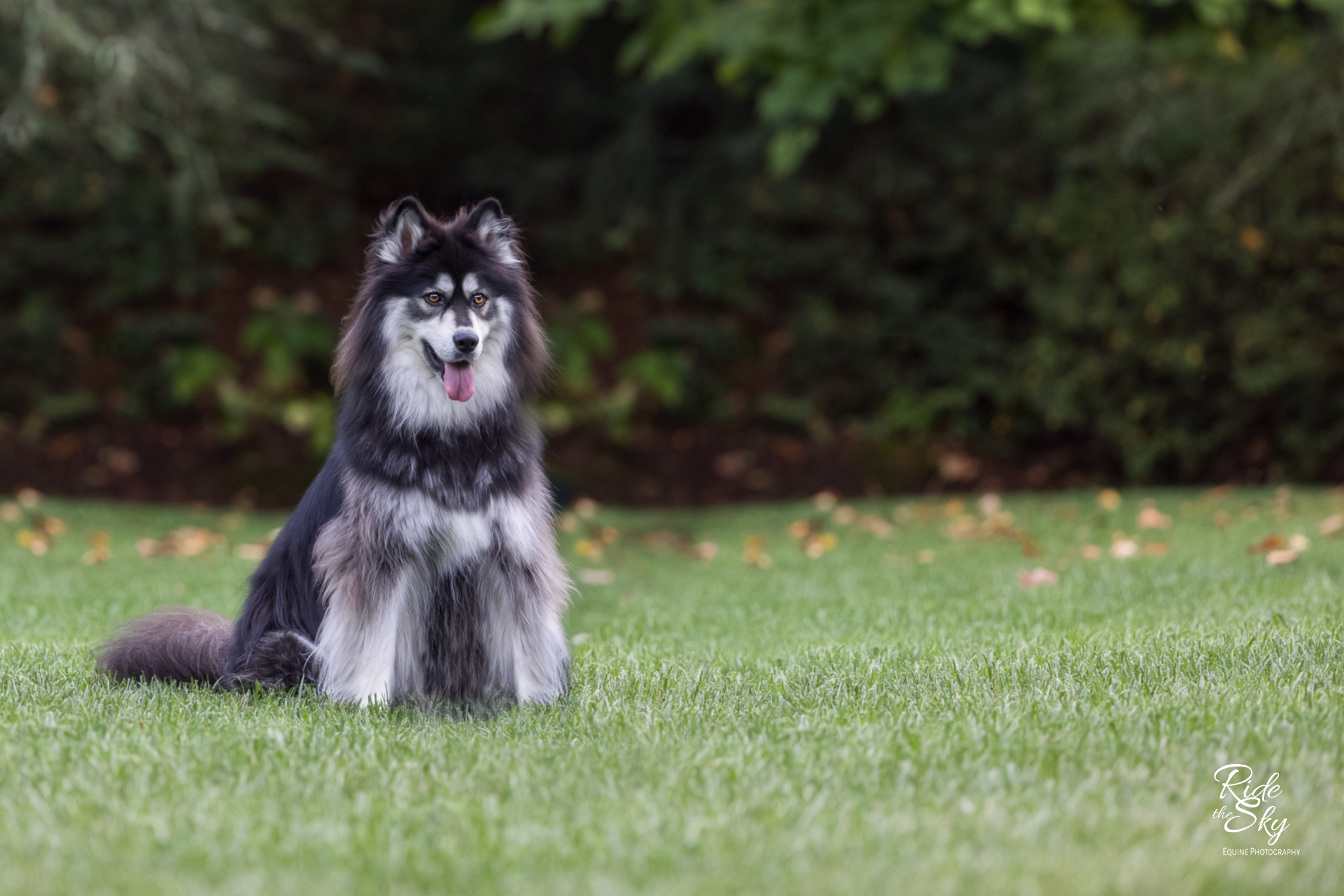 High-School-Senior-Family-Pet-Cleveland-TN-RidetheSkyEquine-6 A fluffy black and white dog photographed at Black Fox Farms in Cleveland, Tennessee by Ride the Sky Equine Photography during the fall season.